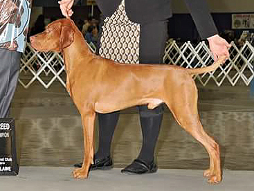 Baroque vizslas sales